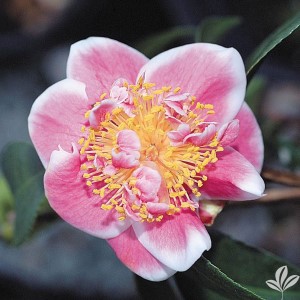 Tama Beauty Camellia, Camellia japonica 'Tama Beauty'